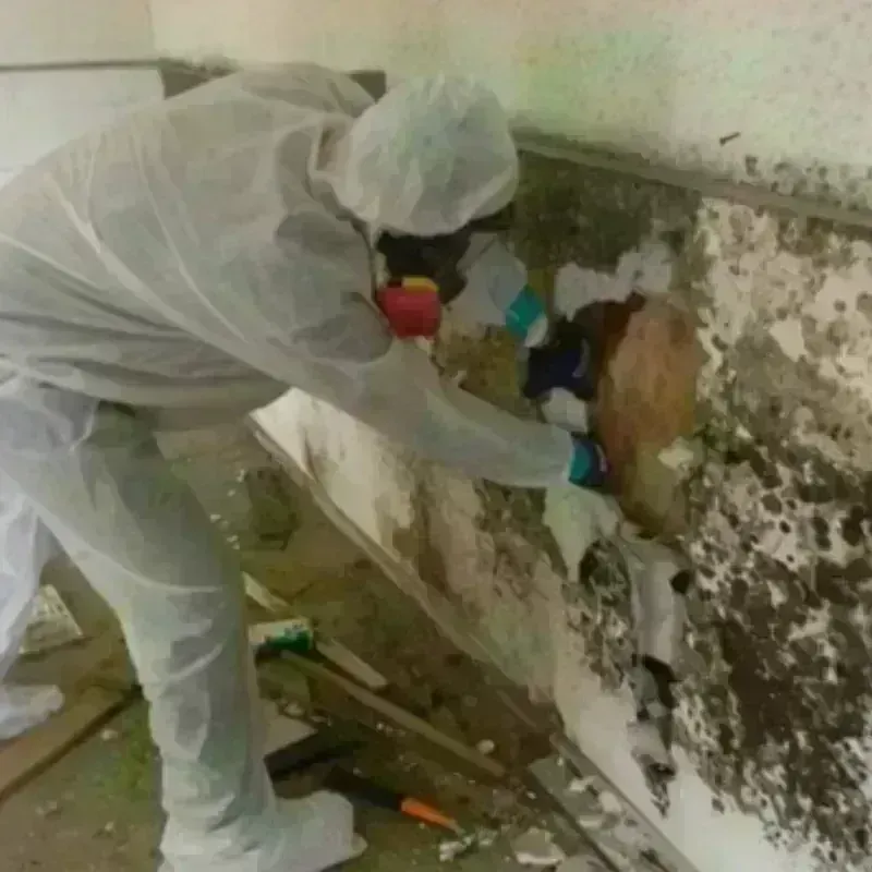 Mold Remediation and Removal in Homer, MI